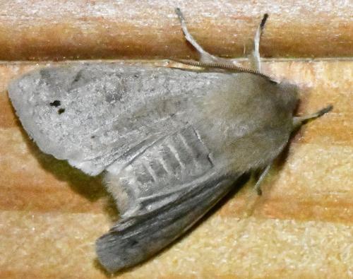 Anorthoa munda